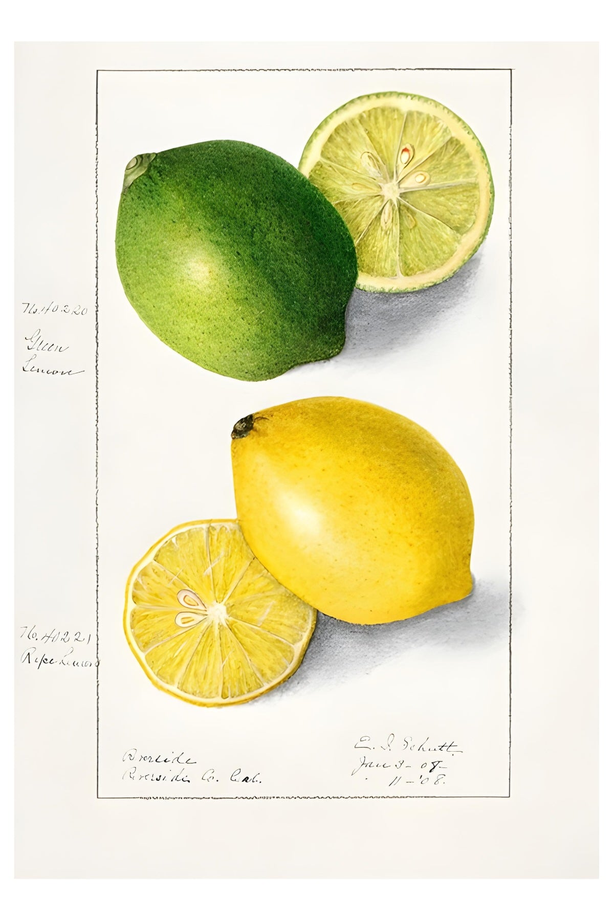 Lemon & Lime Postal Card