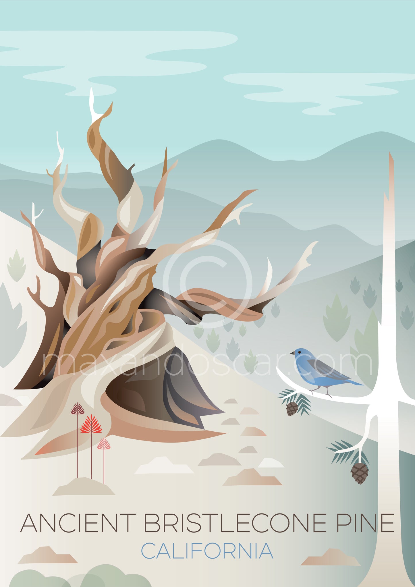 ANCIENT BRISTLECONE PRINT