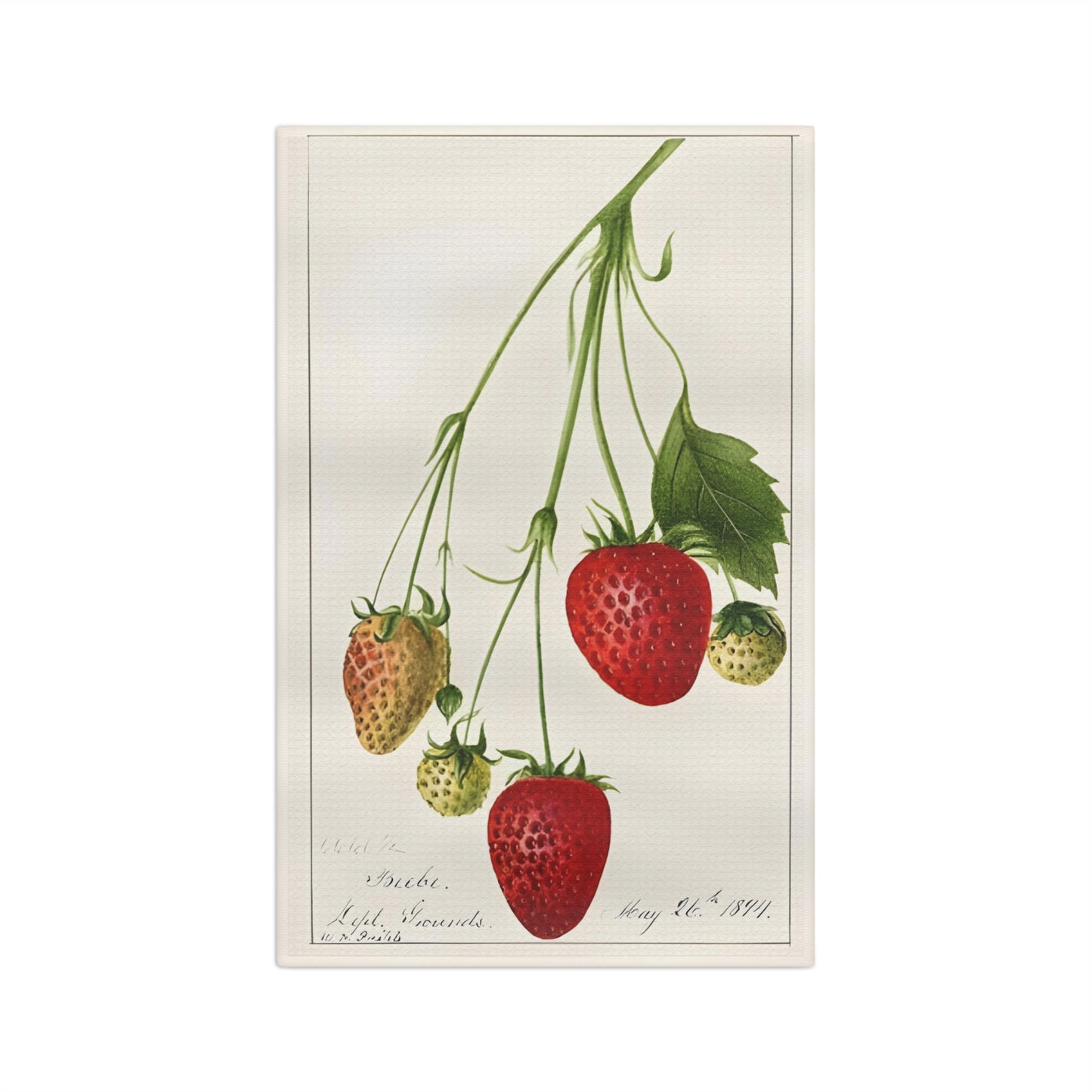 Strawberries Vintage Botanical Microfiber Tea Towel