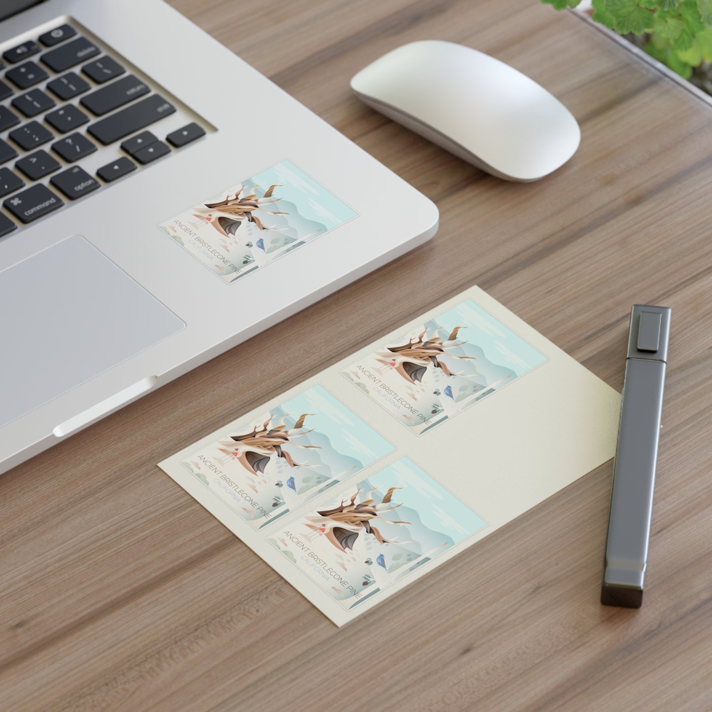 Ancient Bristlecone Sticker Sheet