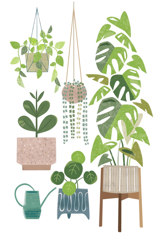 Houseplants Postcard