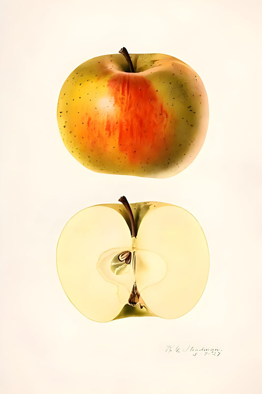 Apple Postal Card