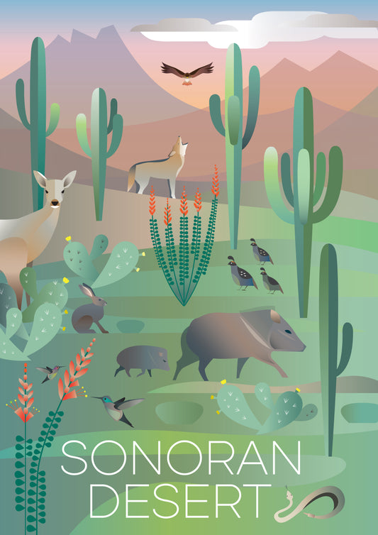 Sonoran Desert Postcard